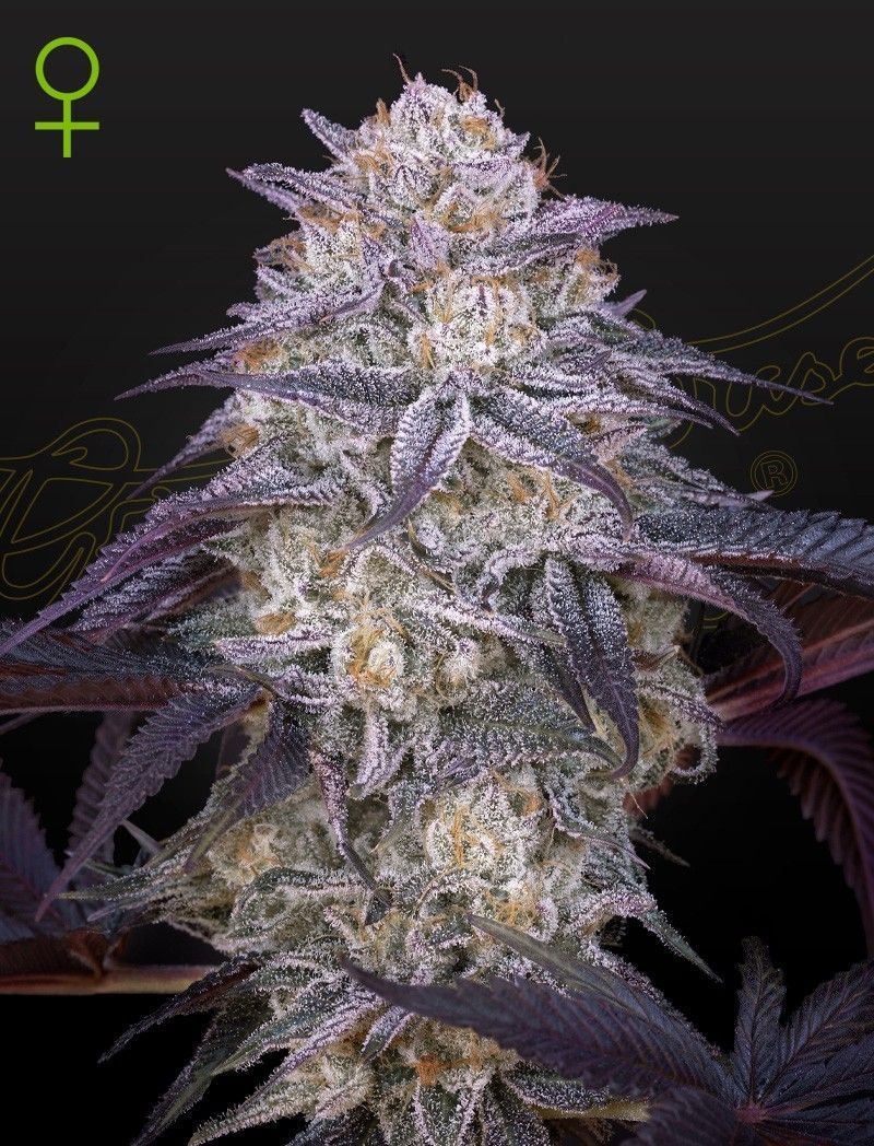 Greenhouse Seeds King's Juice automatic Hanfsamen