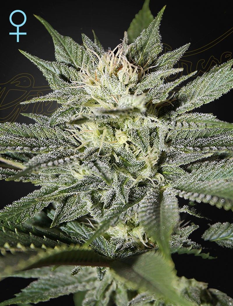 Greenhouse Seeds King's Kush CBD feminisierte Hanfsamen