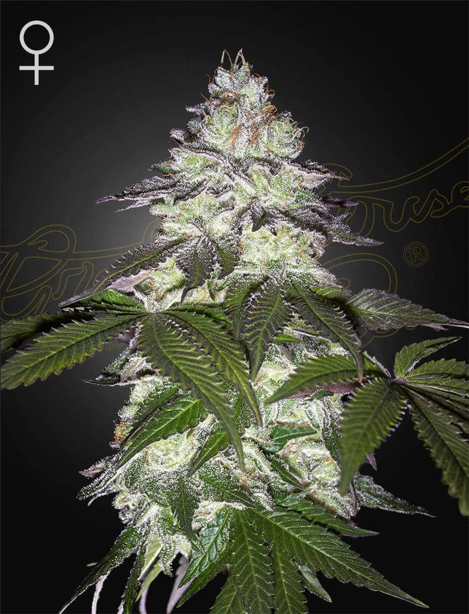GreenHouse Seeds Milky Dreams Feminisierte Hanfsamen