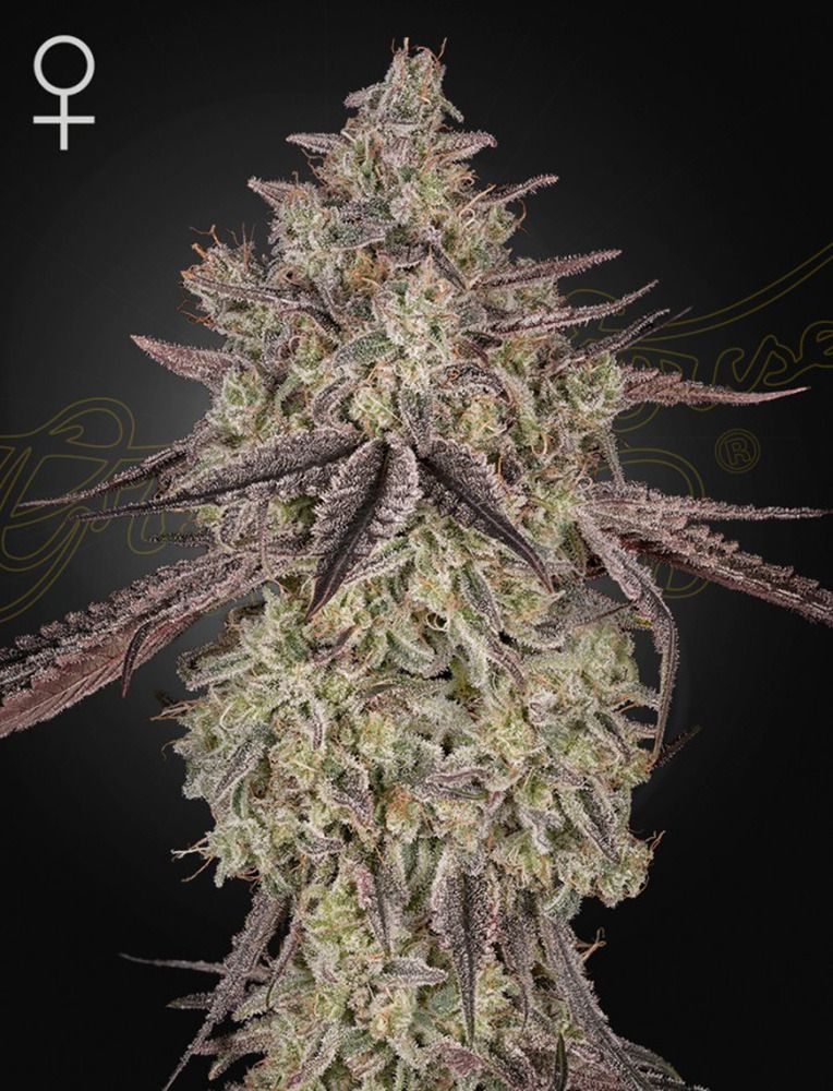 Green House Seeds Skywalker Automatic Hanfsamen Cannabisblüte
