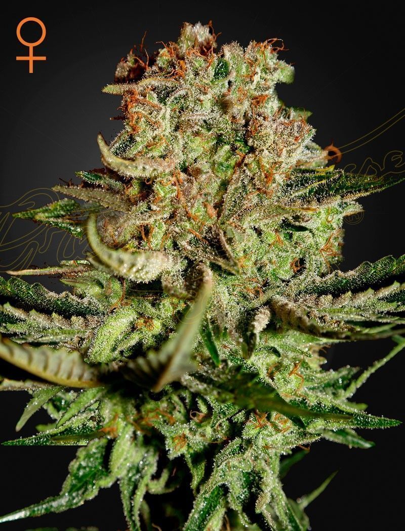 Greenhouse Seeds Big Bud feminisierte Hanfsamen