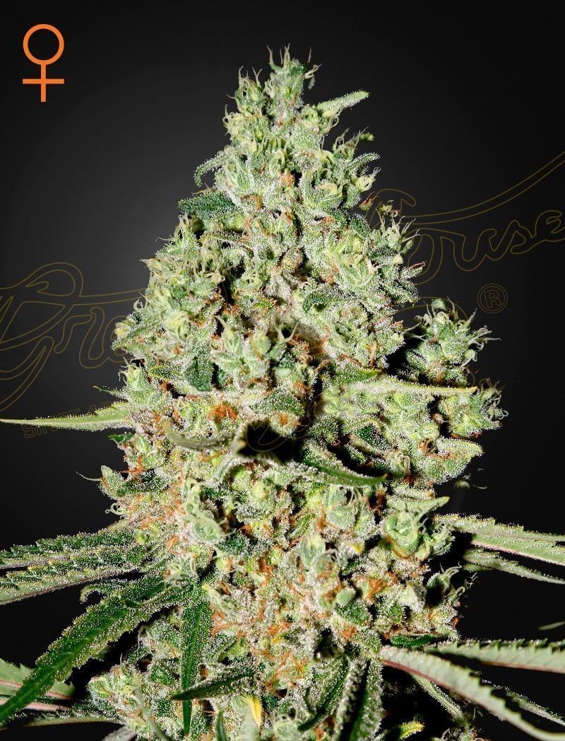 Greenhouse Seeds Super Critical feminisierte Hanfsamen