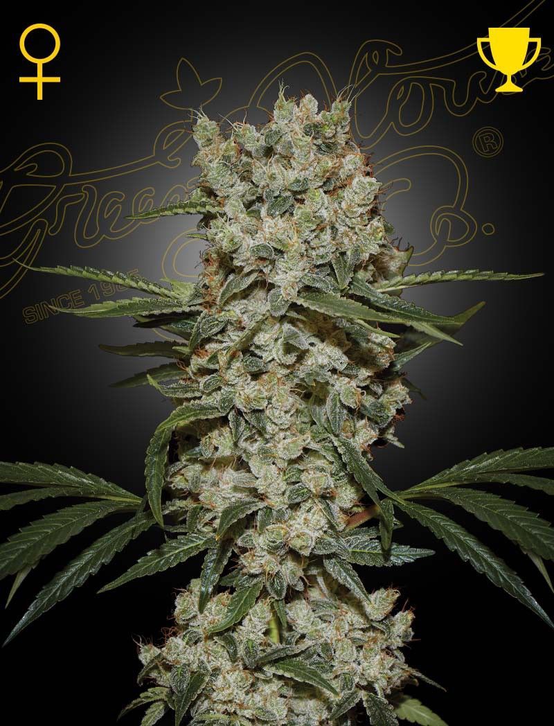 Greenhouse Seeds Super Silver Haze feminisierte Hanfsamen
