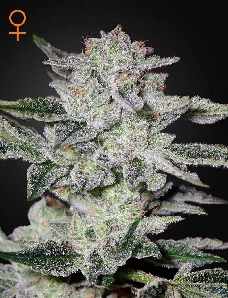Greenhouse Seeds Sweet Valley Kush feminisierte Hanfsamen