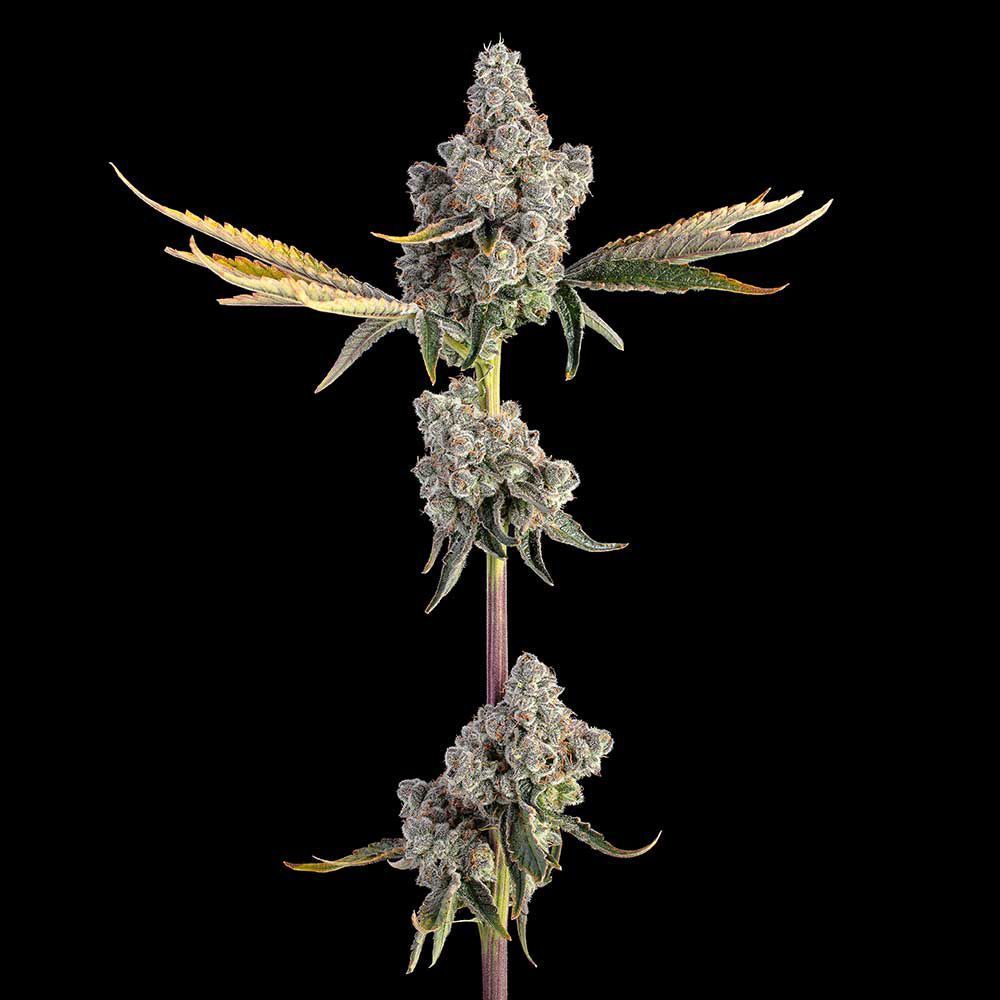 Happy Valley Genetics Overtime Feminisierte Hanfsamen Cannabisblüte