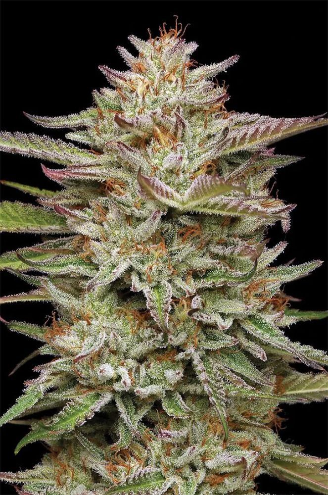 Humboldt Seed Co Banana OG Automatic Hanfsamen Cannabisblüte