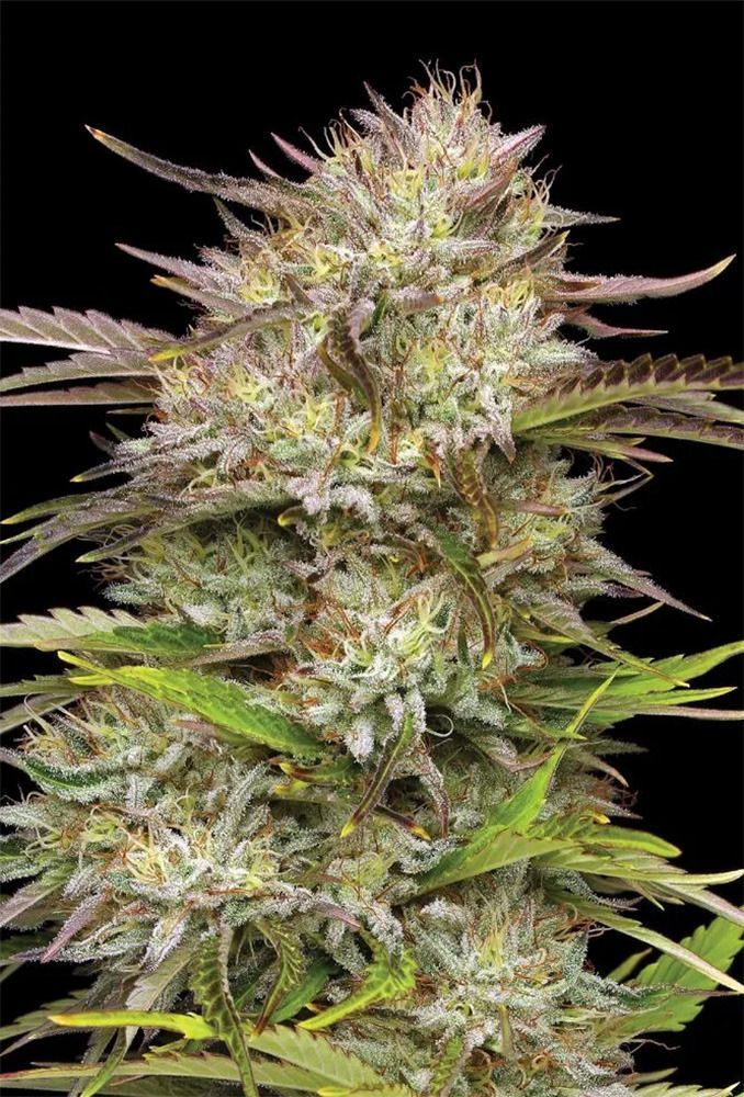 Humboldt Seed Co California Haze Feminisierte Hanfsamen Cannabisblüte