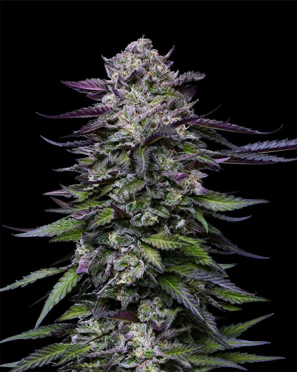 Humboldt Seed Company Candy Hustle Feminisierte Hanfsamen Blüte