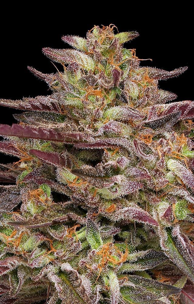 Humboldt Seed Co COB Salad Feminisierte Hanfsamen Cannabisblüte