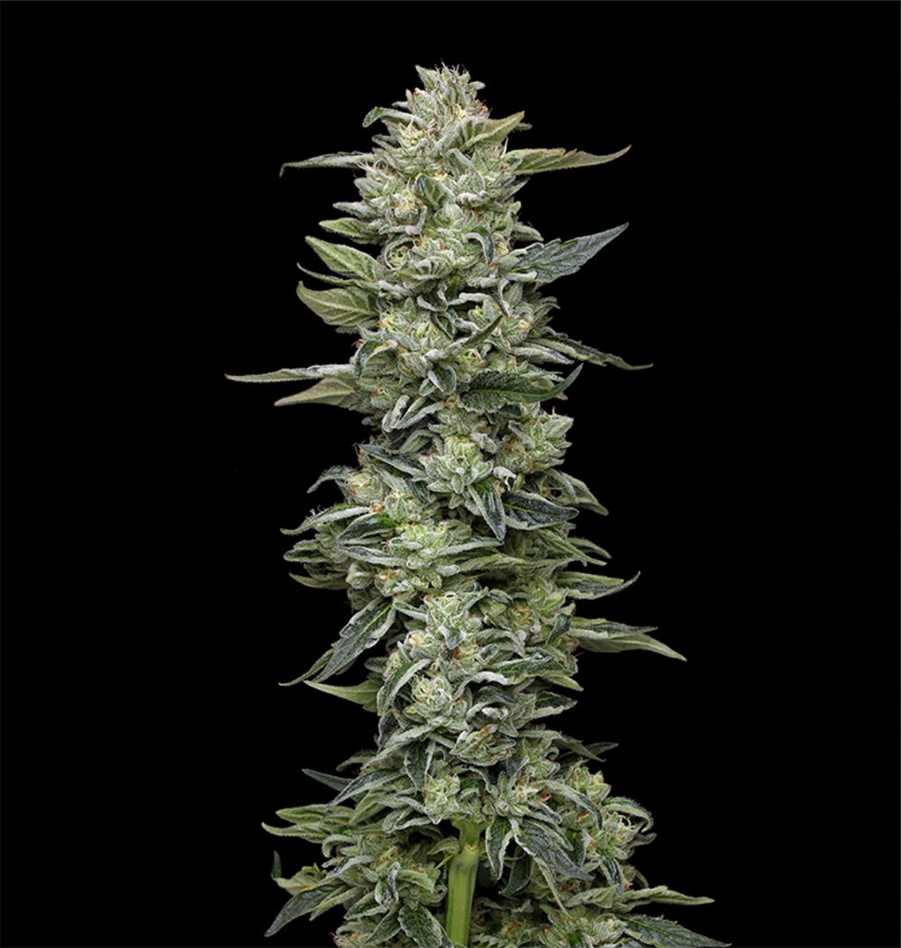 Humboldt Seeds Co Honey Bear Feminisierte Hanfsamen Cannabis Blüte