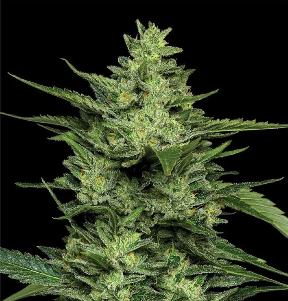 Humboldt Seeds Co Limez Feminisierte Hanfsamen Cannabis Blüte