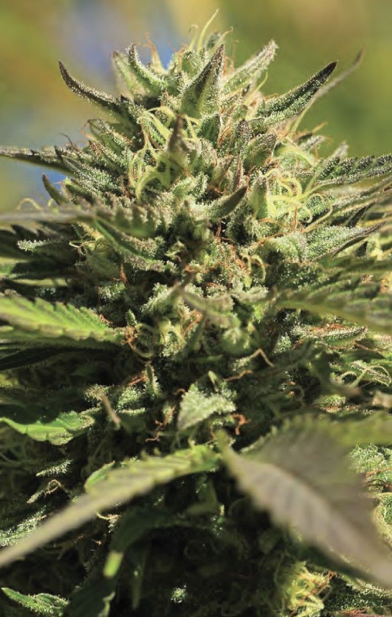 OG Kush Automatic Cannabissamen