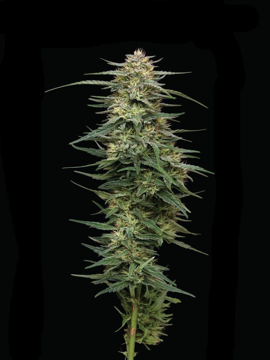 Raspberry Parfait feminisierte Cannabissamen