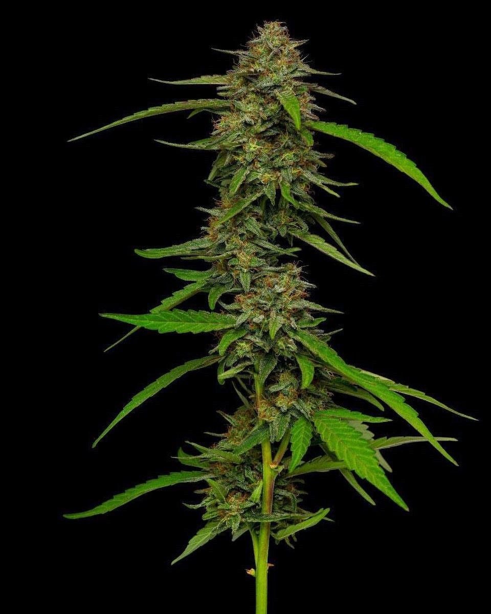 Strawberry Cheesecake feminisierte Cannabissamen