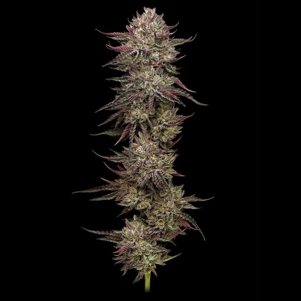 Humboldt Seeds - Chicken n' Wafflez Cannabisblüten