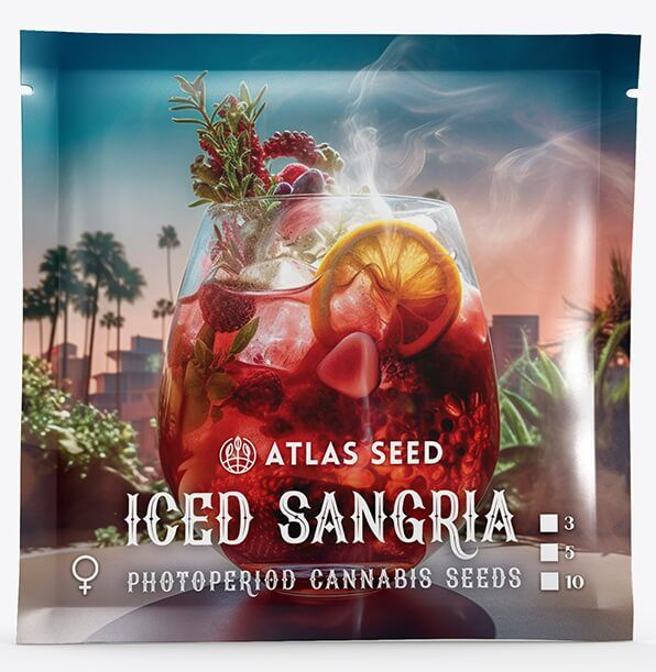 Atlas Seeds Iced Sangria Feminisierte Hanfsamenn