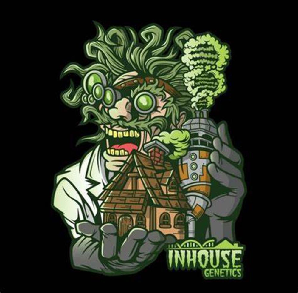 In House Genetics Banana Cake Feminisierte Hanfsamen Blüte