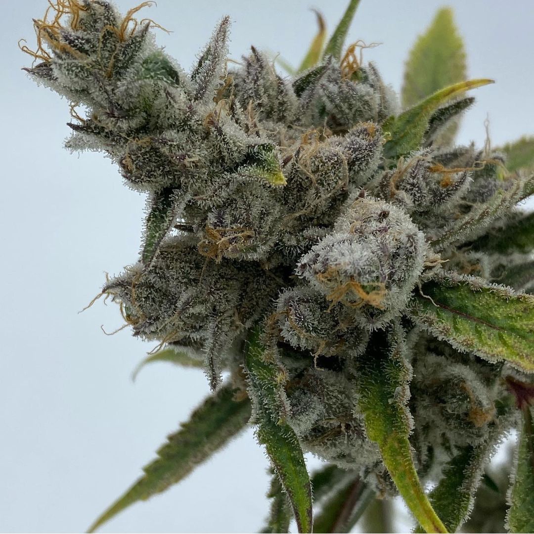 In House Genetics Cakes N Cream Feminisierte Hanfsamen Blüte