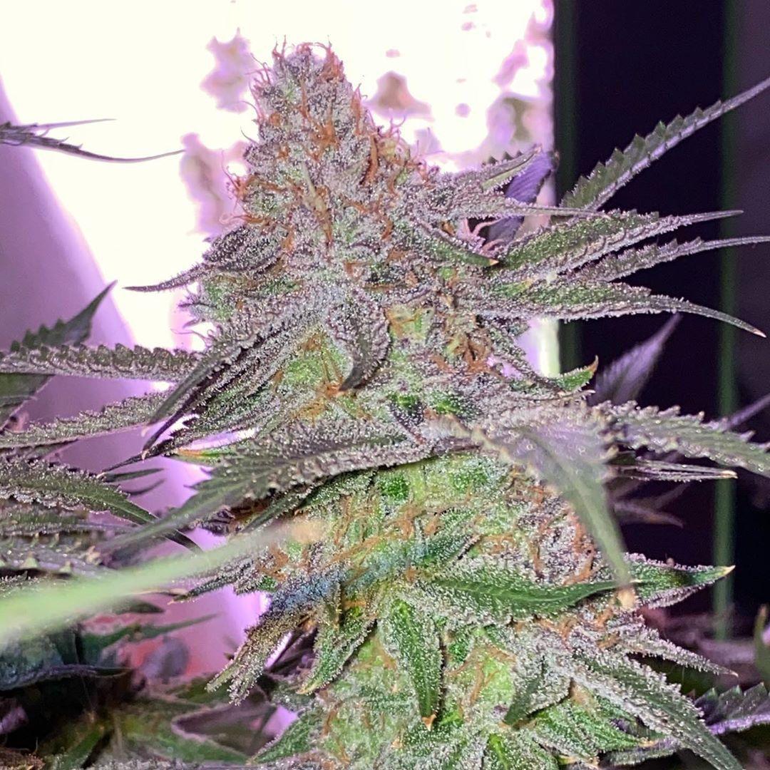 In House Genetics Frozen Gelato Feminisierte Hanfsamen Blüte