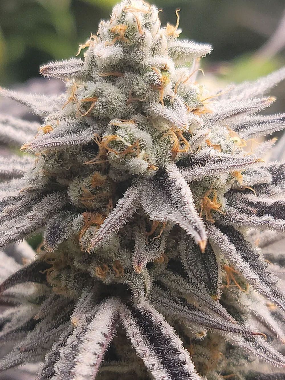 In House Genetics Frozen Grapes Feminisierte Hanfsamen Blüte