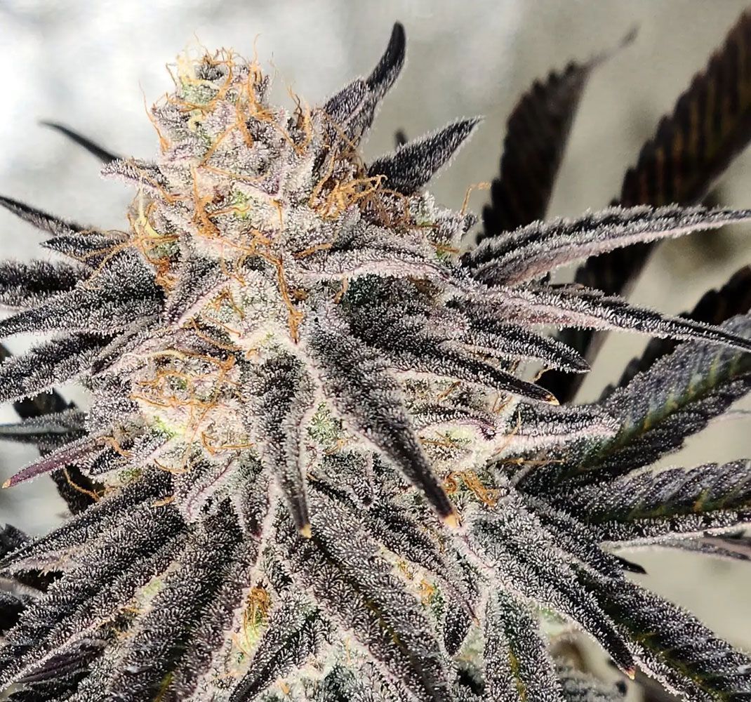 In House Genetics Platinum Gorilla Feminisierte Hanfsamen Blüte