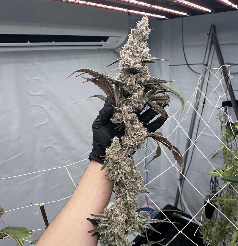 In House Genetics Platinum Scout V2 Feminisierte Hanfsamen Blüte