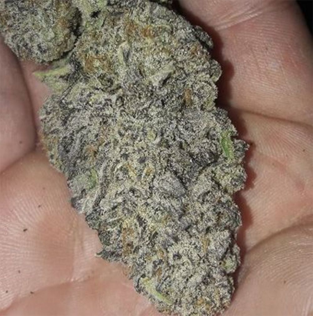 In House Genetics Zurple Punch BX Feminisierte Hanfsamen Blüte