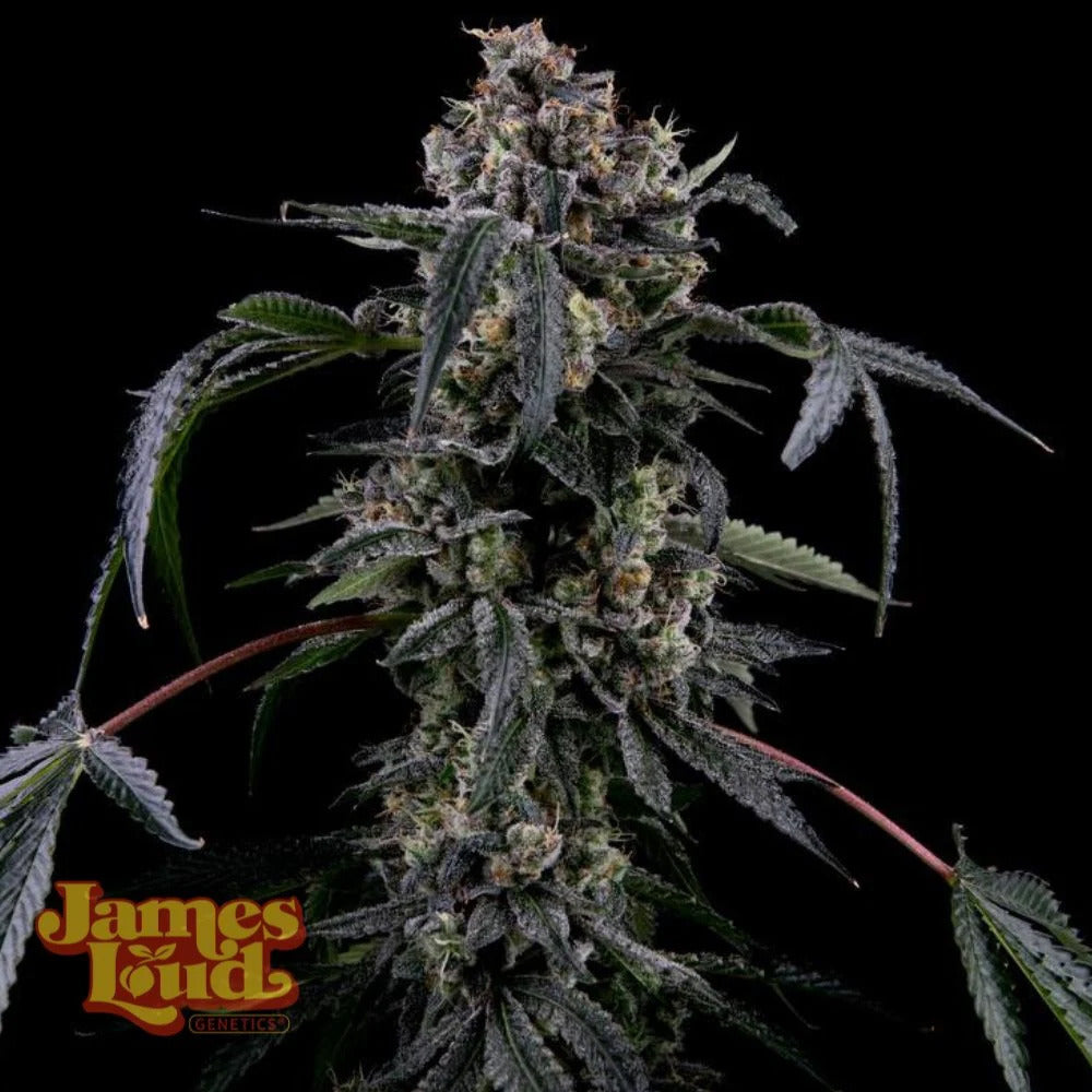 James Loud Genetics Black Radler Femnisierte Hanfsamen Blüte