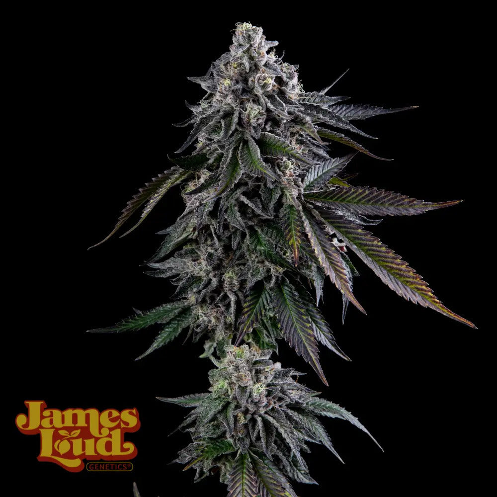 James Loud Genetics Dripz Femnisierte Hanfsamen Blüte
