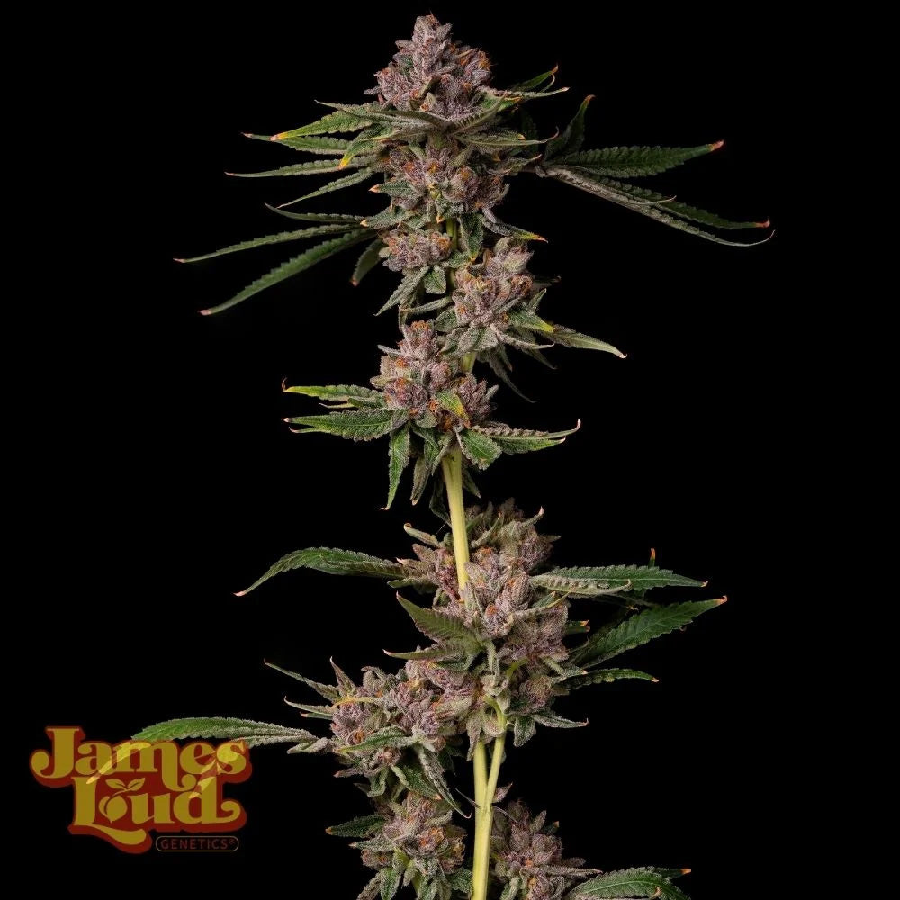 James Loud Genetics Triangle Lemon Cherry Femnisierte Hanfsamen Blüte