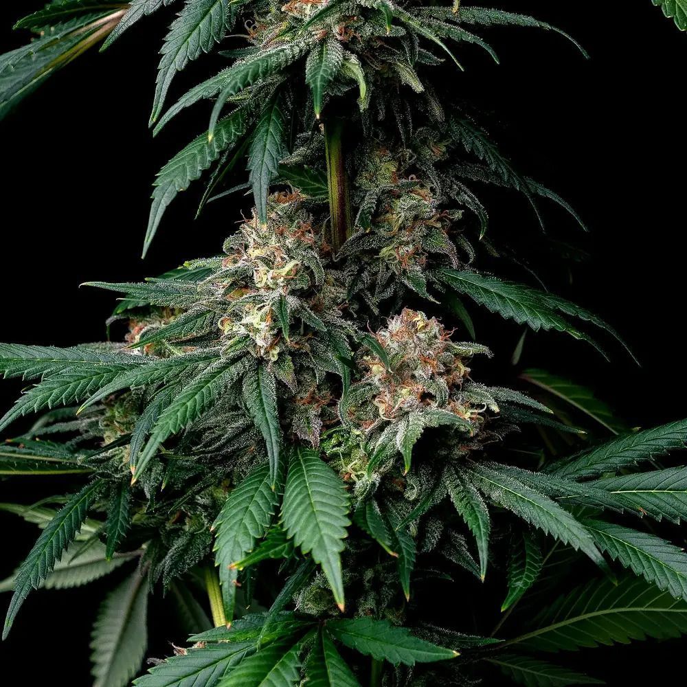 Barney Farm Mendo Breath Cannabis Blüte