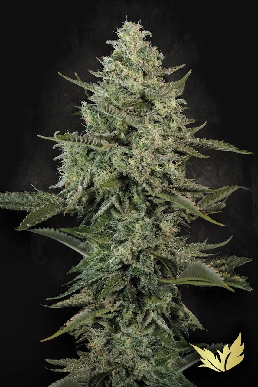 Paradise Seeds Mendo Creme Cannabis Blüte