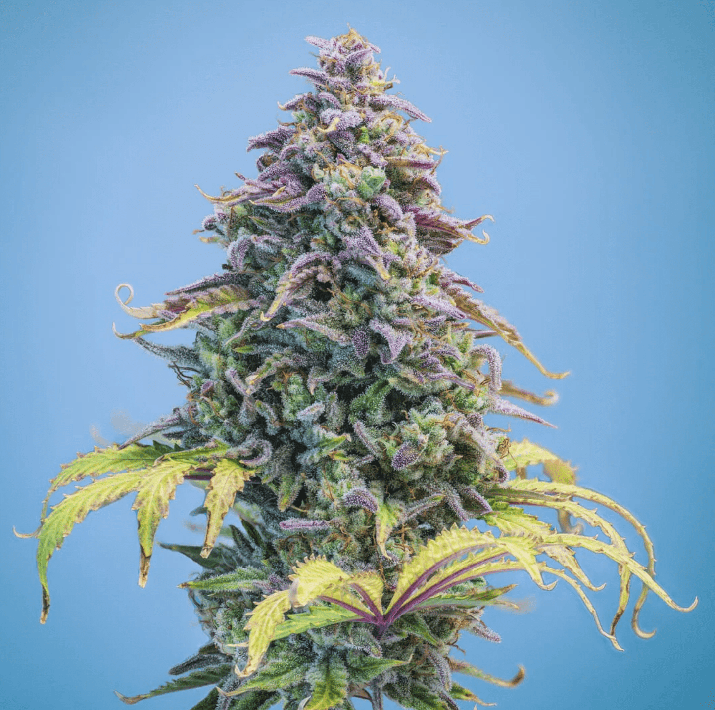 Mephisto Genetics Aunt Ginny's Elixir CBD Automatic Hanfsamen