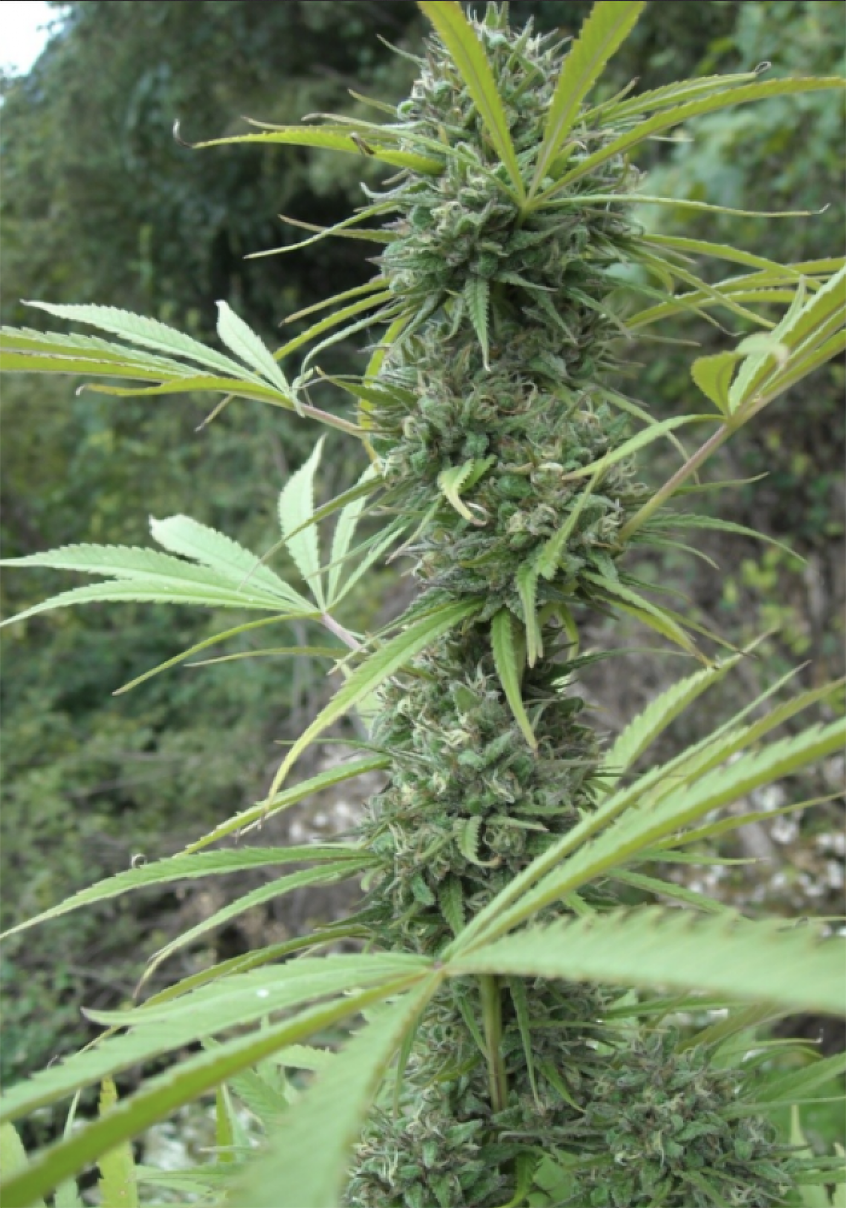 mr-nice-seedbank-dreamtime-reguleare-hanfsamen