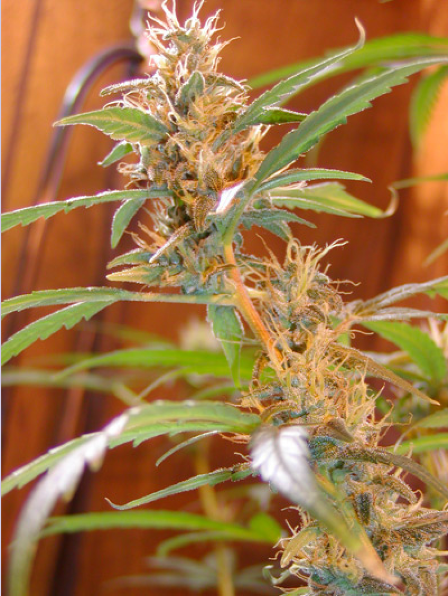 Mr Nice Afgahn Haze Reguläre Hanfsamen