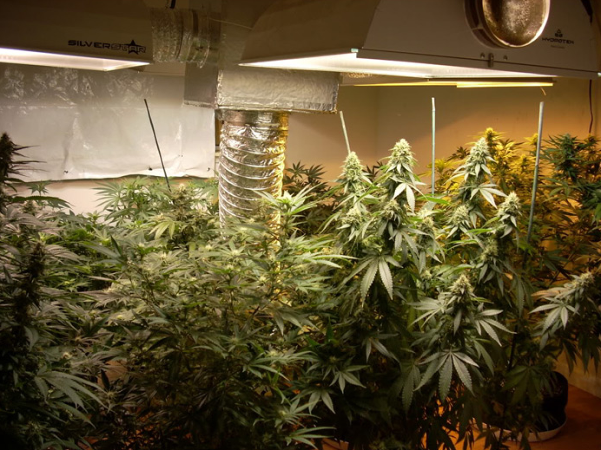 Mr Nice Angel Heart Reguläre Hanfsamen