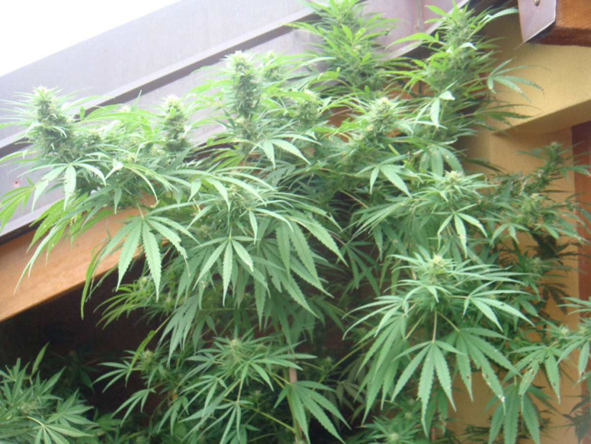 Mr Nice ASH Reguläre Hanfsamen