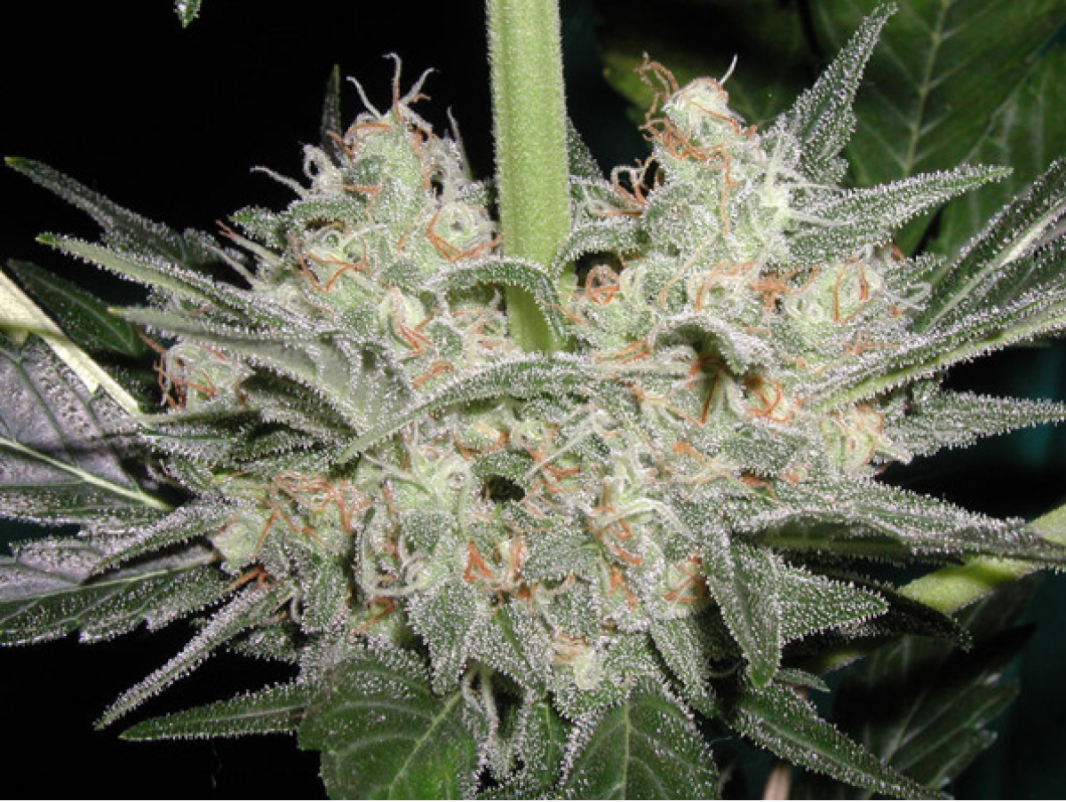 Mr Nice Black Widow Reguläre Hanfsamen