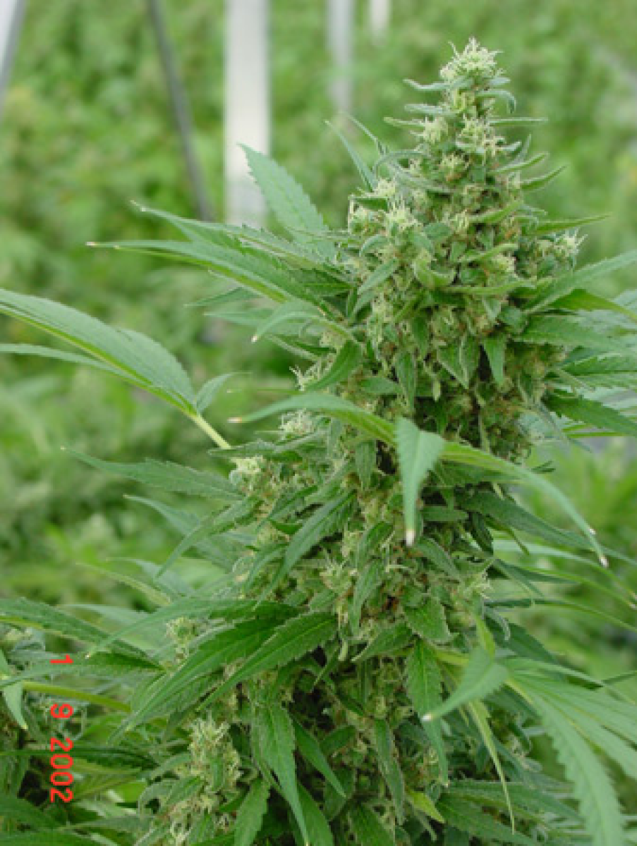 Mr Nice Devil Reguläre Hanfsamen