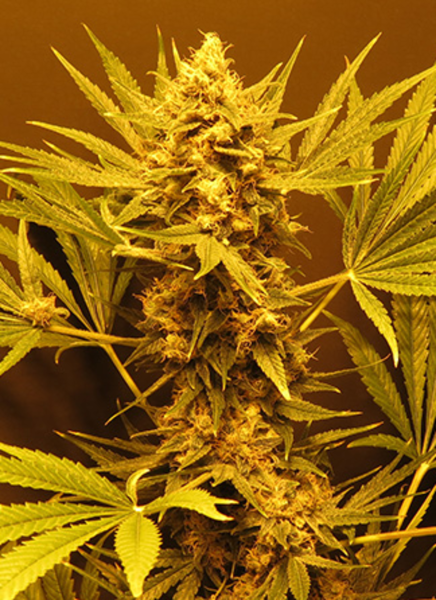 Mr Nice G13 Haze Reguläre Hanfsamen