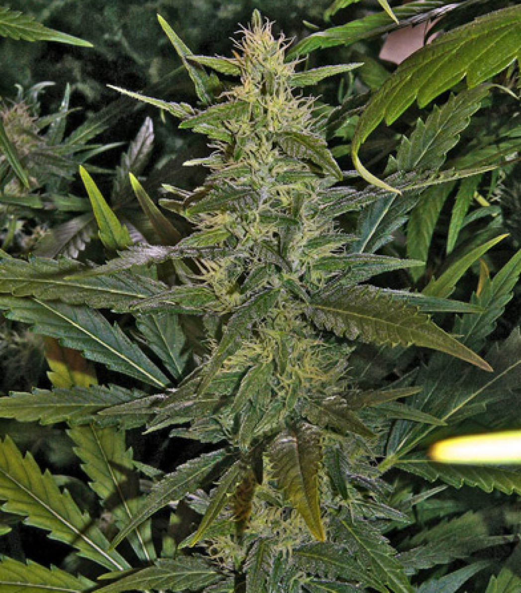 Mr Nice La Nina Reguläre Hanfsamen