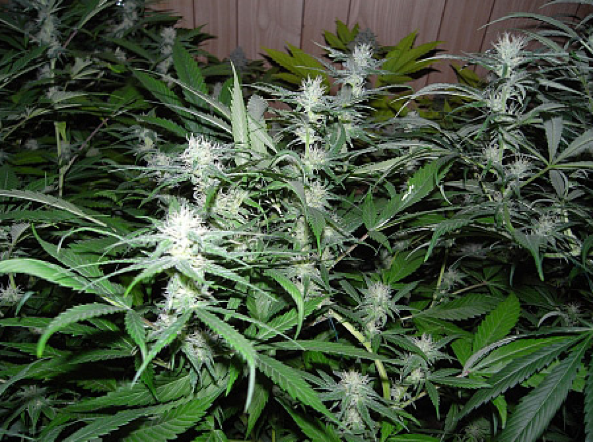 Mr Nice NHS Reguläre Hanfsamen