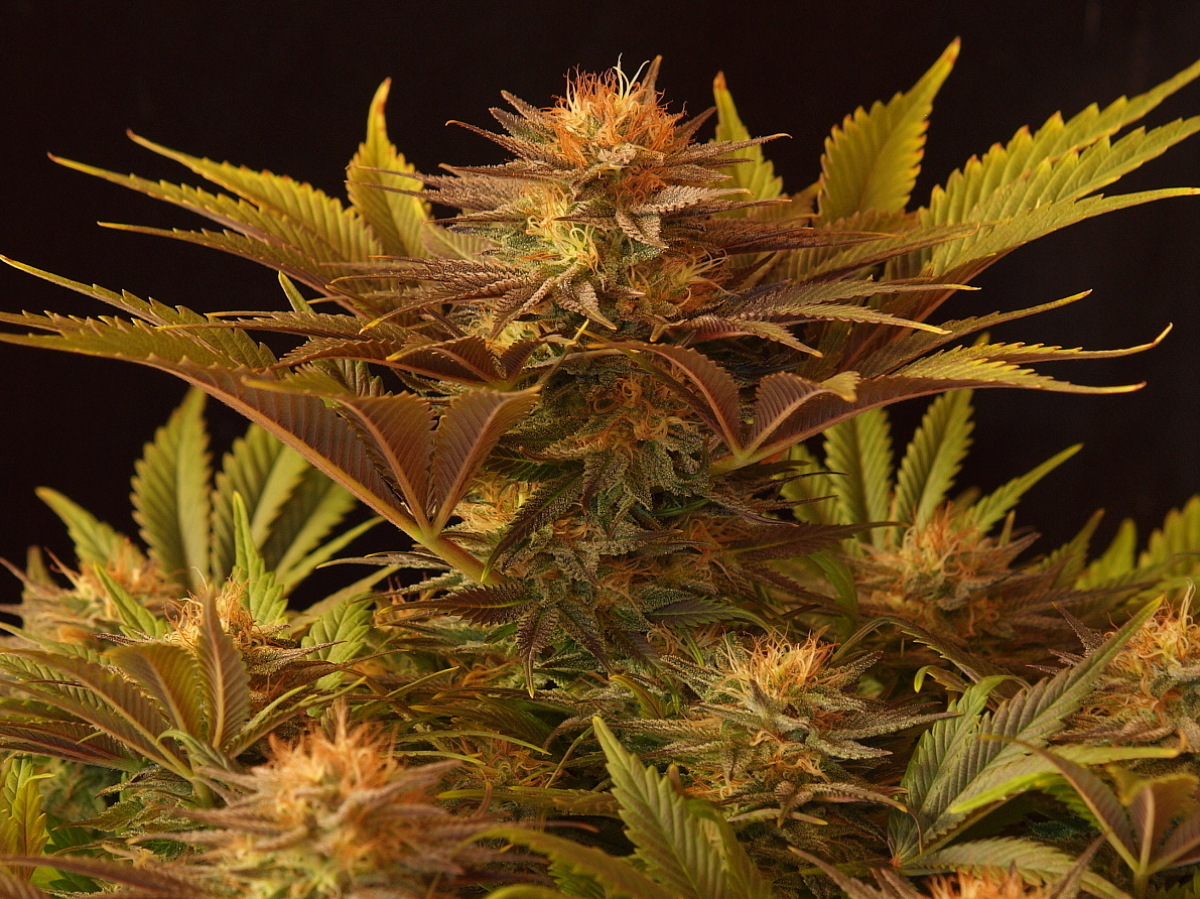 Mr Nice NL5 x Afghan Reguläre Hanfsamen