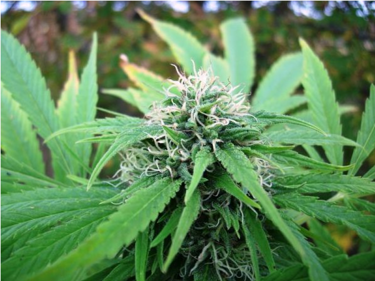 Mr Nice NL5 x Skunk Reguläre Hanfsamen