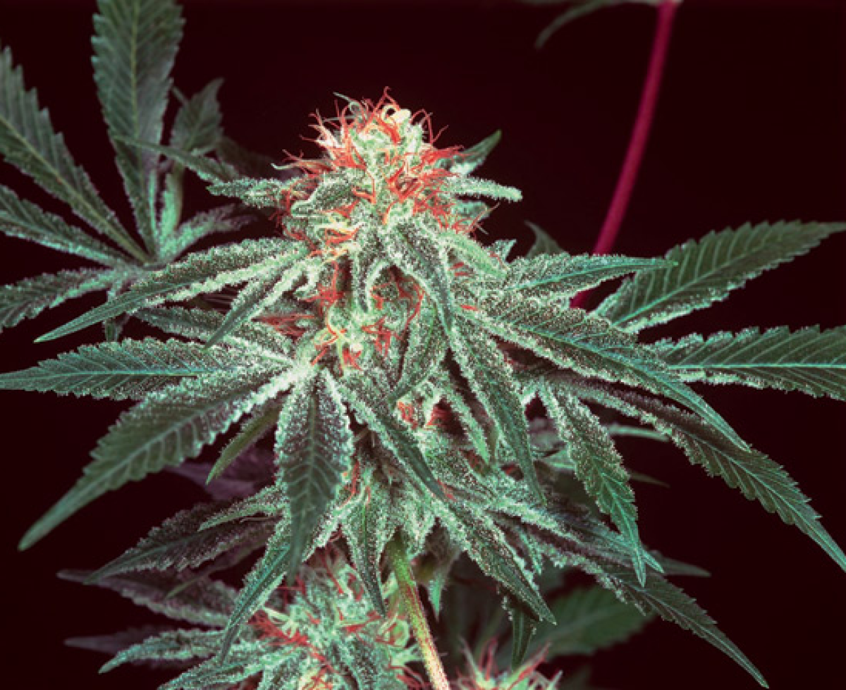 Mr Nice Shark Shock Reguläre Hanfsamen