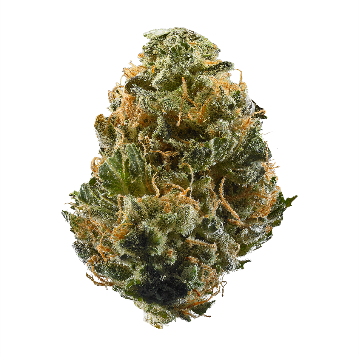 Mr Nice Skunk Haze Reguläre Hanfsamen
