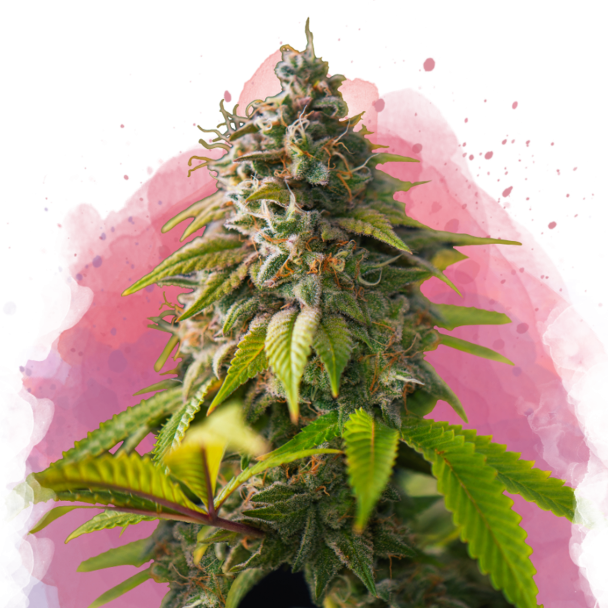 Nirvana Seeds Amnesia Haze Feminisierte Hanfsamen