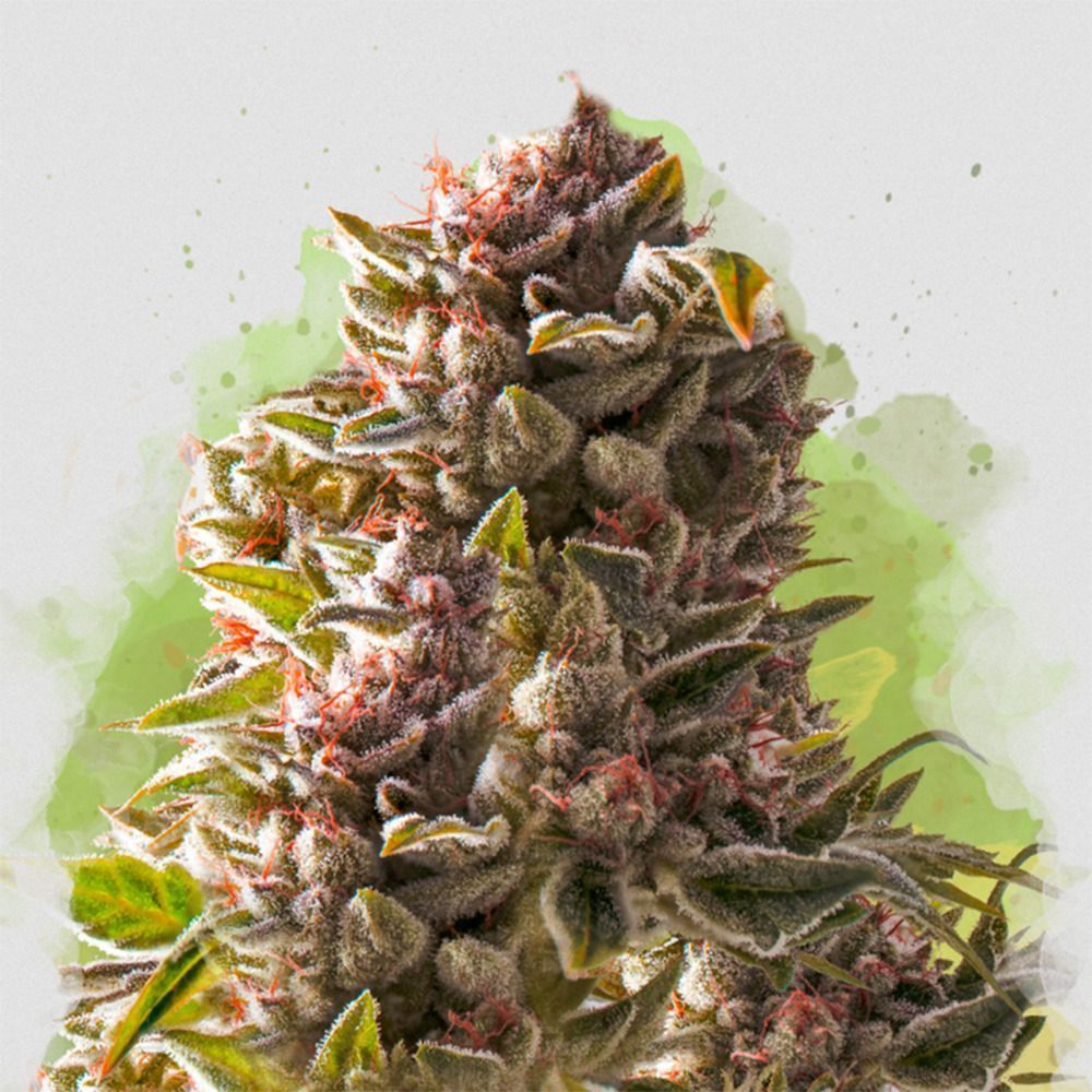 Nirvana Seeds Aurora Indica Reguläre Hanfsamen Cannabisblüte