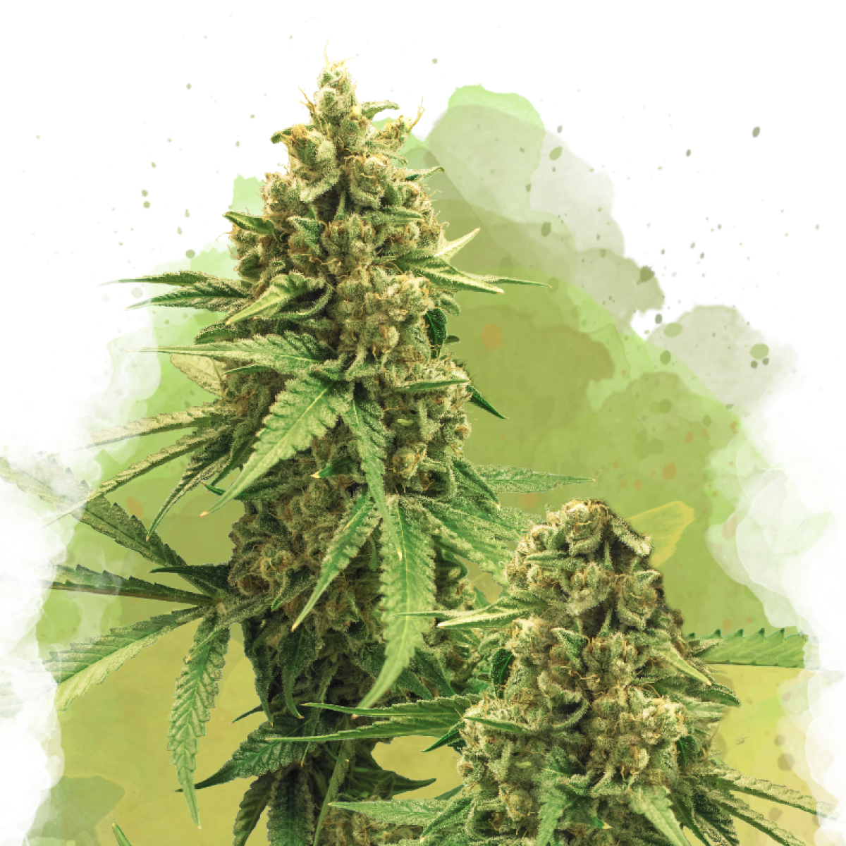 Nirvana Seeds Big Bud Automatic Hanfsamen