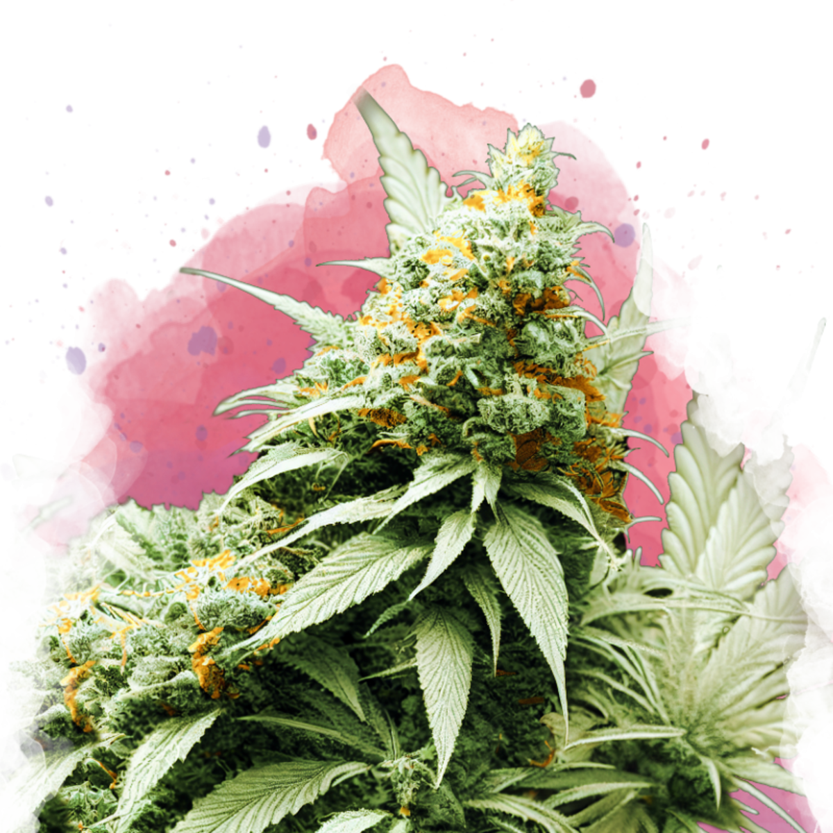 Nirvana Seeds Big Bud Feminisierte Hanfsamen